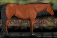Horse Color:Bay Roan 