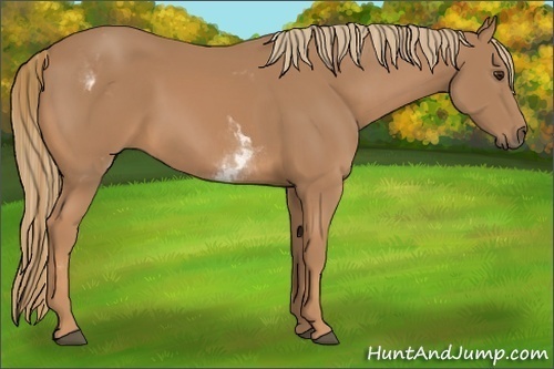 Horse Color:White Spotted Chestnut Frame 