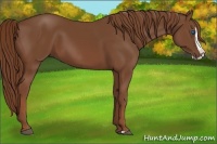 Horse Color:Chestnut Splash 