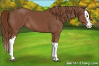 Horse Color:Chestnut Splash 