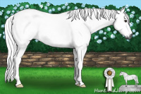Horse Color:Gray Bay