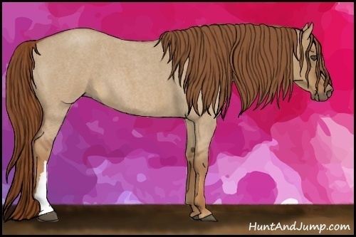 Horse Color:Red Dun Roan 