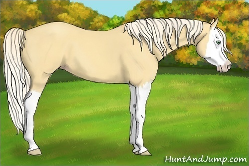 Horse Color:Gold Cream Champagne Splash 