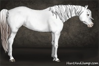 Horse Color:Liver Chestnut Appaloosa 