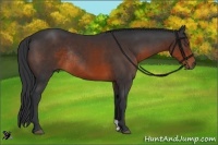 Horse Color:Brown Rabicano 