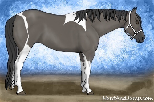 Horse Color:Grullo Tobiano