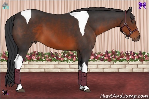 Horse Color:Brown Sabino Tobiano