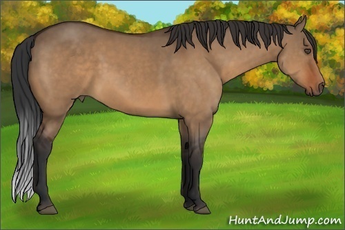 Horse Color:Bay Dun Sabino 