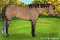 Horse Color:Bay Dun Sabino 