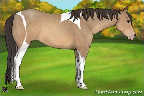 Horse Color:Sable Champagne Tobiano