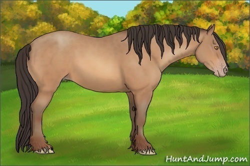 Horse Color:Unknown 