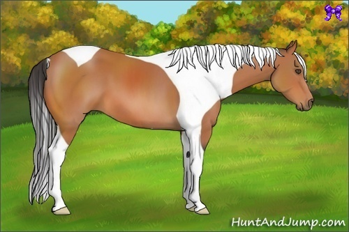 Horse Color:Bay Tobiano