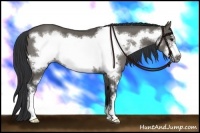 Horse Color:Grullo Sabino Frame