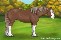 Horse Color:Chestnut Splash 
