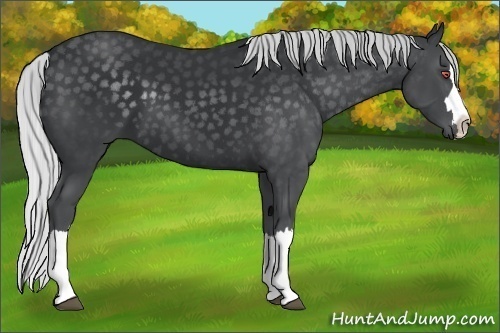 Horse Color:Silver Black Chinchilla Splash