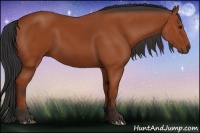 Horse Color:Bay Rabicano 