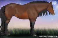 Horse Color:Bay Splash 