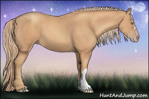 Horse Color:Gold Champagne