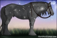 Horse Color:Black Rabicano 