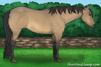 Horse Color:Buckskin Dun