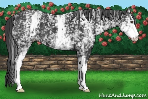 Horse Color:White Spotted Black 