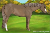 Horse Color:Chocolate Palomino 