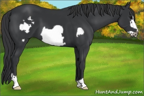 Horse Color:Black Frame 