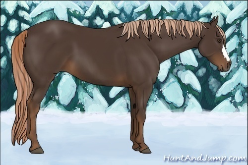 Horse Color:Liver Chestnut 