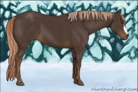 Horse Color:Liver Chestnut 