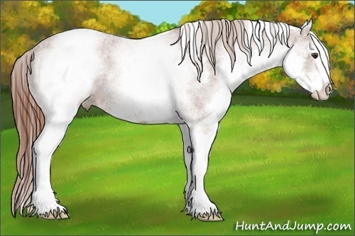 Horse Color:White Spotted Chestnut Appaloosa 