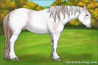 Horse Color:White Spotted Chestnut Appaloosa 