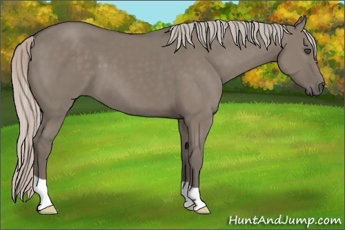 Horse Color:Unknown 