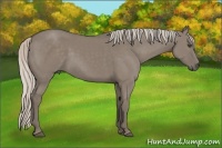 Horse Color:Silver Grullo 