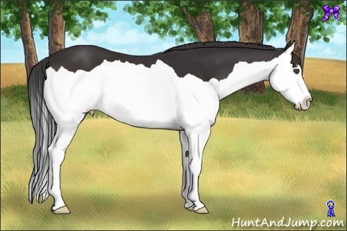 Horse Color:Brown Splash
