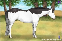 Horse Color:Brown Splash