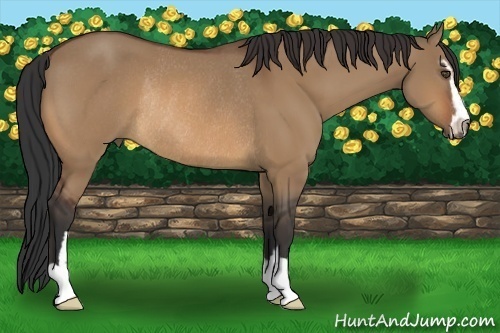 Horse Color:Bay Dun Sabino Rabicano 