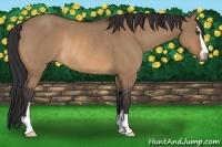 Horse Color:Bay Dun Sabino Rabicano