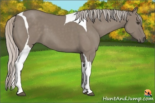 Horse Color:Silver Grullo Tobiano Frame 