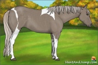 Horse Color:Silver Grullo Tobiano Frame 