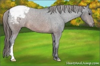 Horse Color:Brown Appaloosa 
