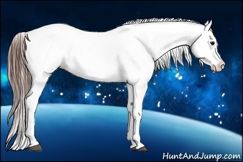 Horse Color:Bay Roan Appaloosa