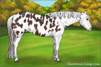 Horse Color:Bay Appaloosa Rabicano 