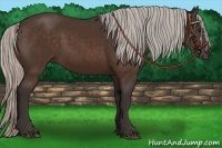 Horse Color:Silver Bay