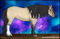 Horse Color:Buckskin Roan Dun
