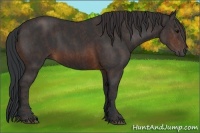 Horse Color:Brown Rabicano  Brindle
