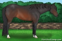 Horse Color:Brown 