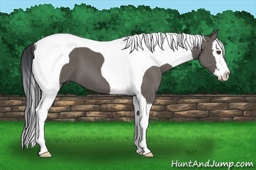 Horse Color:Grullo Splash Tobiano 
