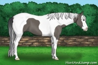 Horse Color:Grullo Splash Tobiano