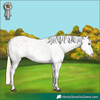 Horse Color:Buckskin Roan Dun Appaloosa 