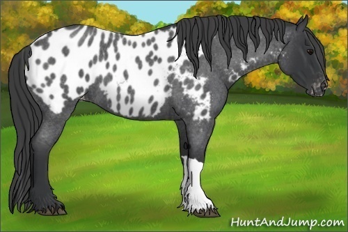 Horse Color:Blue Roan Appaloosa